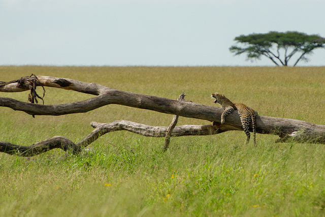 Leopard-Serengeti