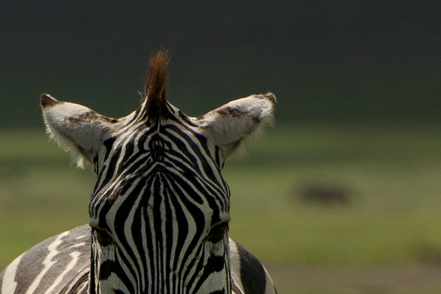 Zebra's mohawk