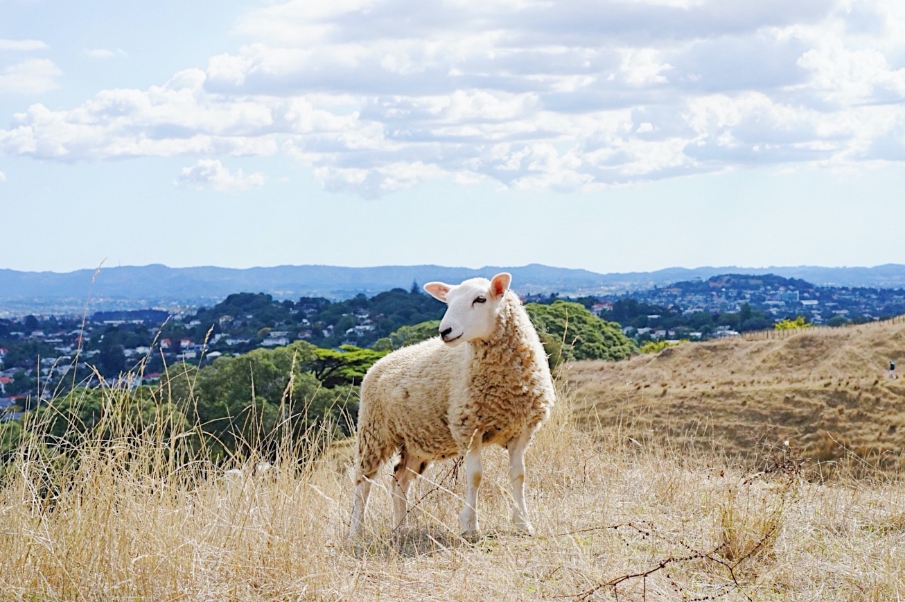 ニュージーランドの羊