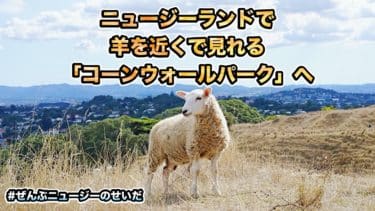 ニュージーランドの首都オークランドにある「コーンウォールパーク」なら羊の接写が撮れる【動画配信】