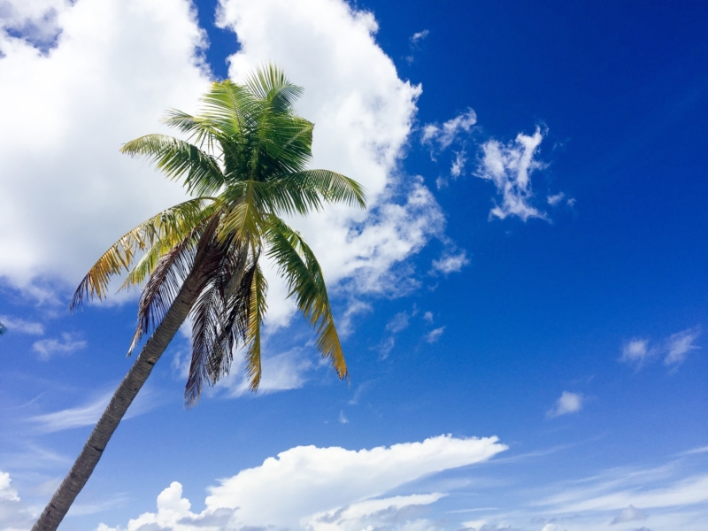 マラパスクア島のヤシの木 Malapascua