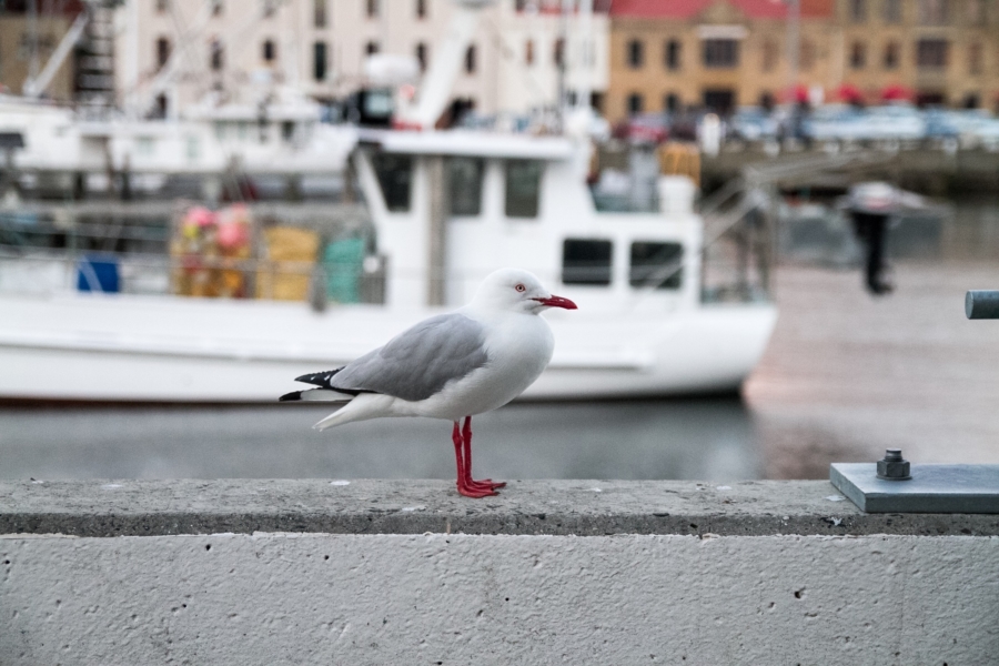 ホバートの港 ホバートの港