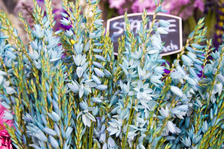 サラマンカマーケット サラマンカマーケット