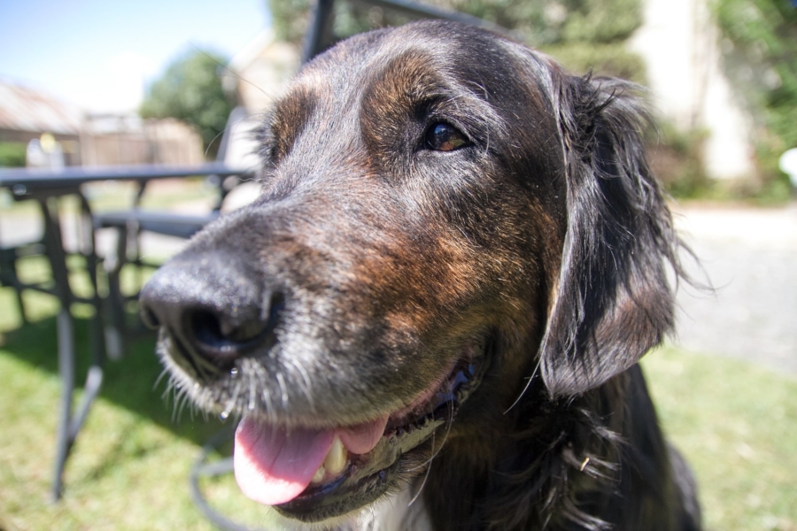 ロス・ビレッジ・ベーカリーの看板犬 ロス・ビレッジ・ベーカリーの看板犬