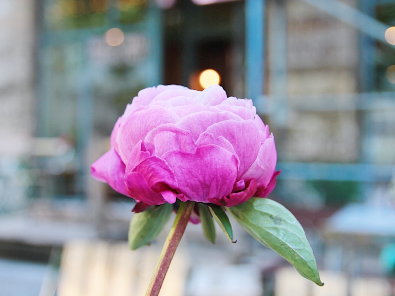 ベルリンの花 ベルリンの花